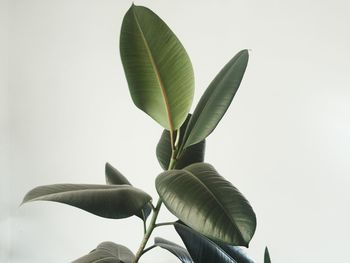 Close-up of plant against white background