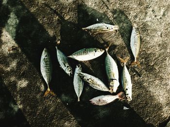 High angle view of dead fish on field