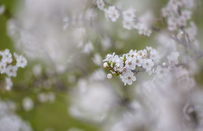 Close-up of white flowers on tree