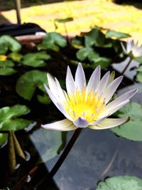 Close-up of lotus water lily in pond