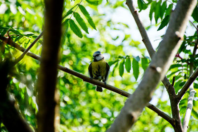 Low angle view of bluetit perching on tree