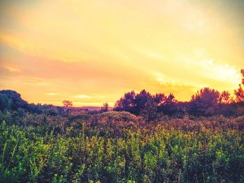 Scenic view of field against sky during sunset