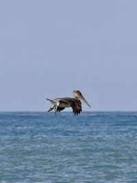 animal wildlife