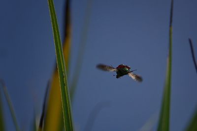 Low angle view of insect flying against clear sky