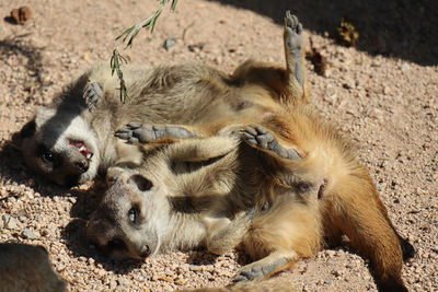 High angle view of two dogs resting on land