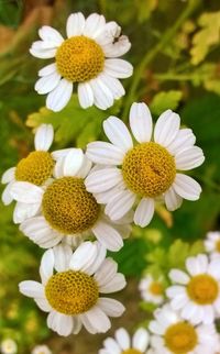 Close-up of white daisy