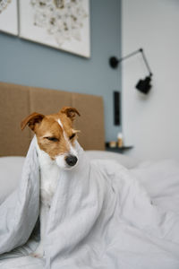 Cute dog in bedroom. pet under blanket in bed