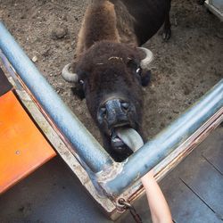 Close-up of black horse