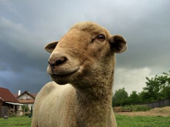 Sheep on field against cloudy sky