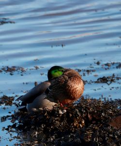 Close-up of mallard duck perching on water