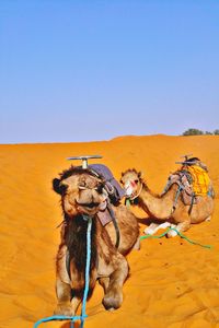 Horse cart on desert against clear sky