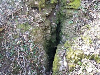 High angle view of moss on rocks in forest