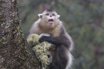 Portrait of monkey on tree