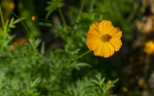 Close-up of yellow flowering plants on field