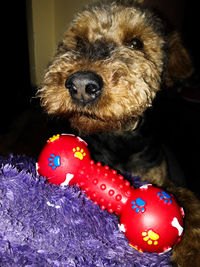 Close-up of a dog with ball