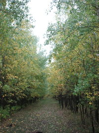 Footpath passing through forest