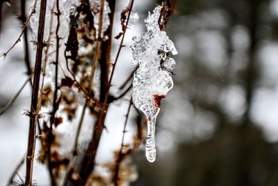 Close-up of frozen plant