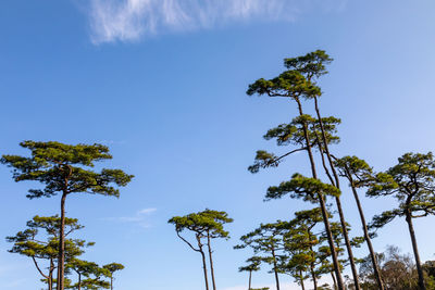 Big pine and sky