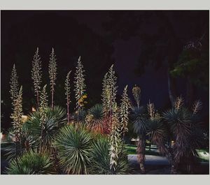 Palm trees against sky