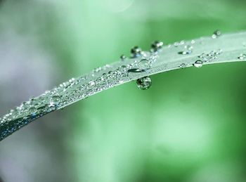 Close-up of raindrops on leaf