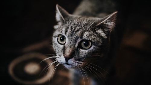 Close-up portrait of a cat