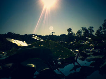 View of trees against clear sky