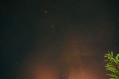 Low angle view of trees against sky at night
