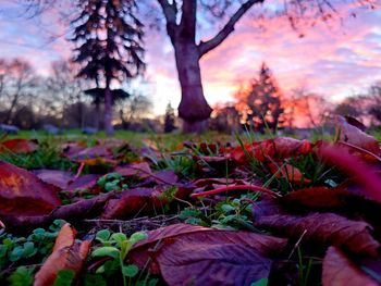 Close-up of autumn leaves on field