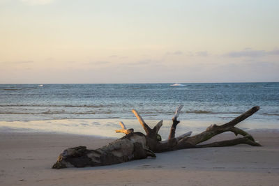 Driftwood on beach against sky during sunset