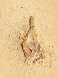 High angle view of lizard on sand at beach