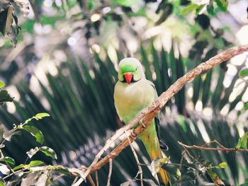 Bird perching on tree branch