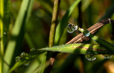 Close-up of water drops on blade of grass