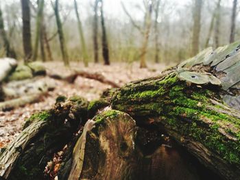 Close-up of tree trunk in forest