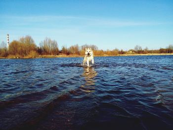 Swan on lake against sky