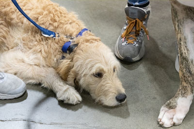 Dog on a leash is patiently lying on the ground