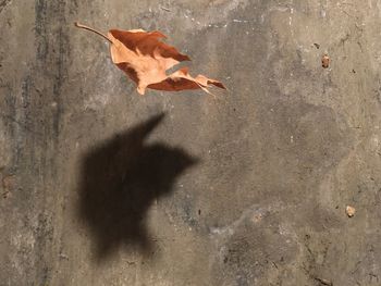 High angle view of maple leaf on wall