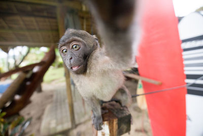 Close-up portrait of monkey