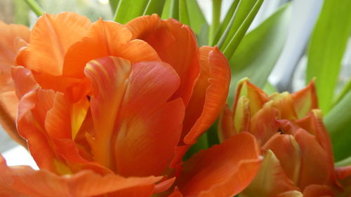 Close-up of orange tulips blooming outdoors