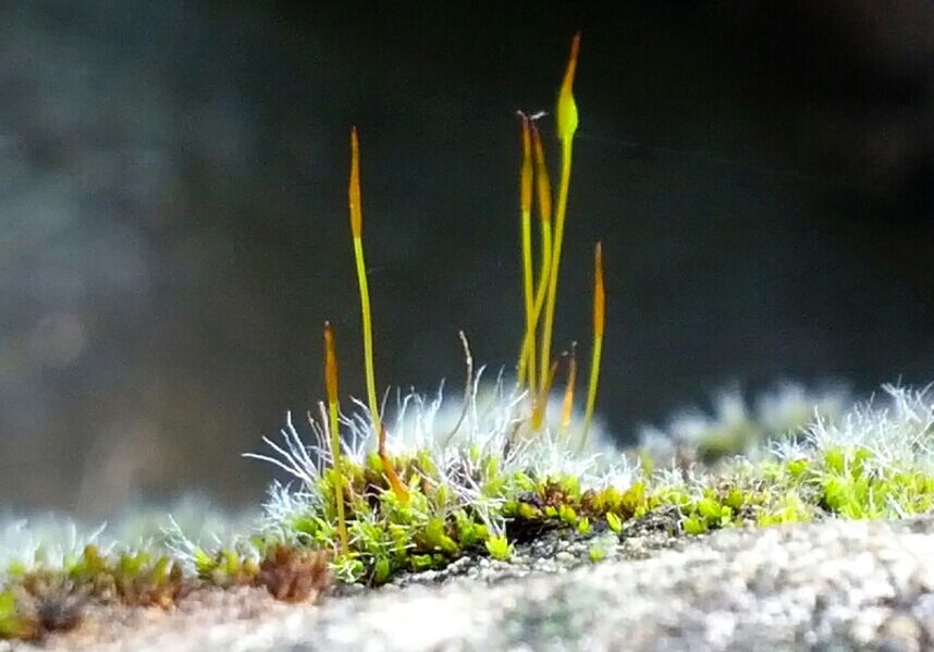 field, grass, plant, growth, close-up, selective focus, nature, focus on foreground, yellow, green color, fragility, day, outdoors, no people, beauty in nature, tranquility, stem, sky, freshness, growing