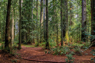 Trees in forest