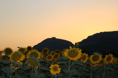 Scenic view of sunflowers against clear sky during sunset