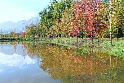 Reflection of trees in water