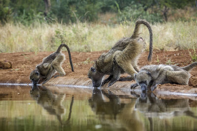 Monkeys in lake