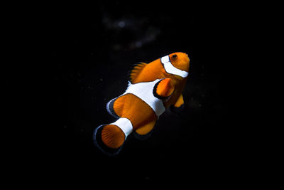 Close-up of clown fish in aquarium