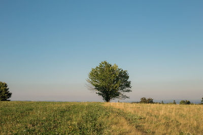 Tree on field against clear sky