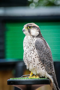 Close-up of owl perching outdoors