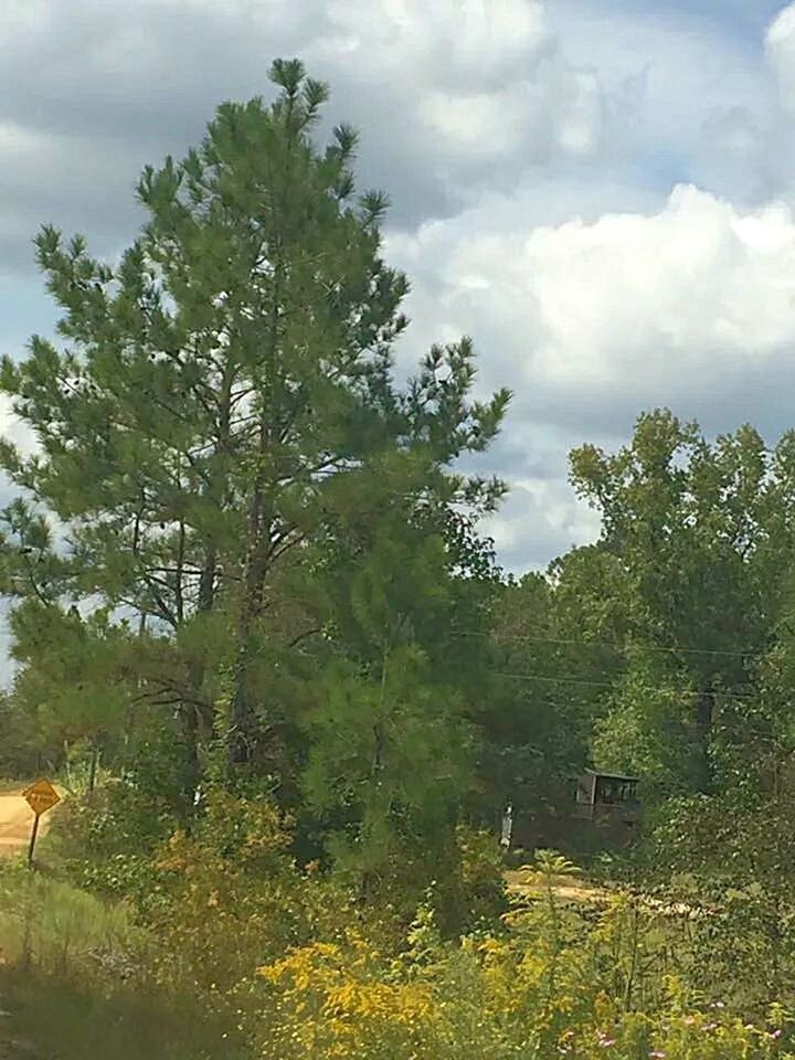 TREES IN PARK AGAINST SKY