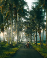 Man riding bicycle on road by palm trees