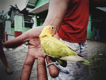 Cropped image of hand holding bird