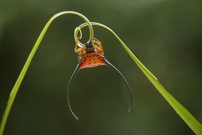 Close-up of butterfly on flower